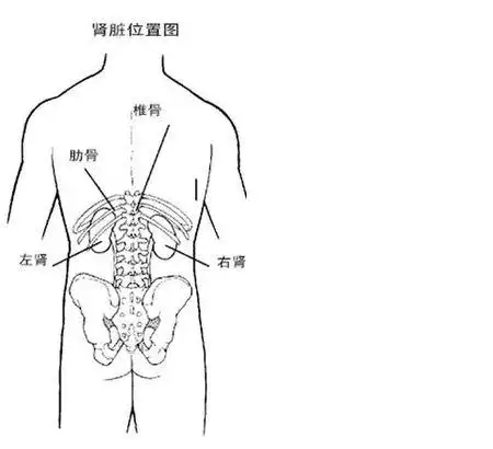 肾在身体什么位置图片?