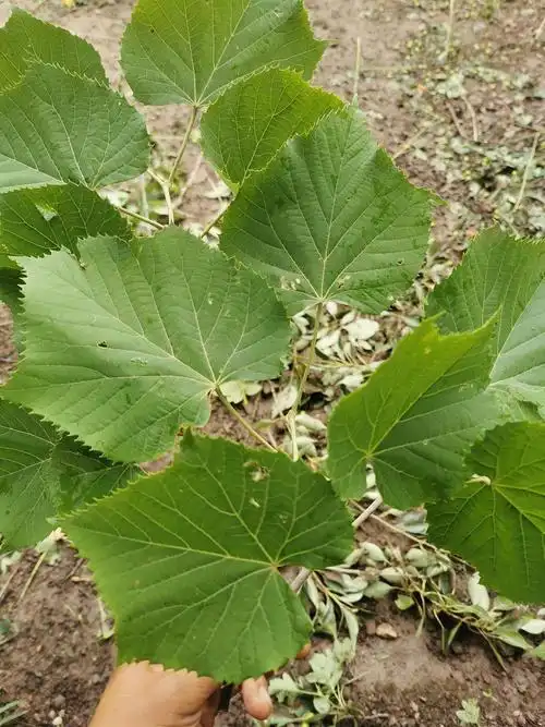 椴树叶,那种感觉非常温柔.有几次都是被他们的温柔所打动.