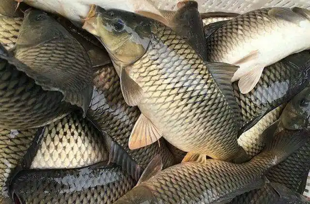 猪肉跌破15元牛羊肉跟跌鲤鱼鲫鱼上涨5月12日肉价已更新