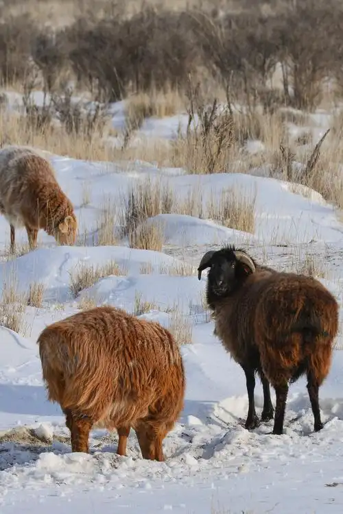 阿勒泰大尾羊拔开积雪啃食牧草