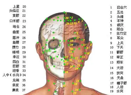 头部正面穴位图-人体穴位图大全-按身体部位查询(图文) - 经络穴位