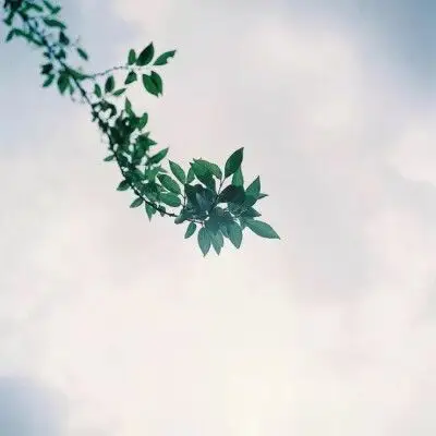 朋友圈封面小清新