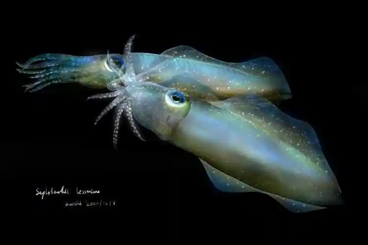 为中国三峡杂志社画的莱氏拟乌贼交配图