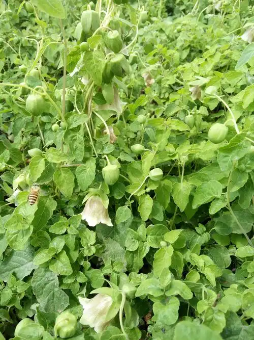 来自大山里的党参花天然成熟原蜜