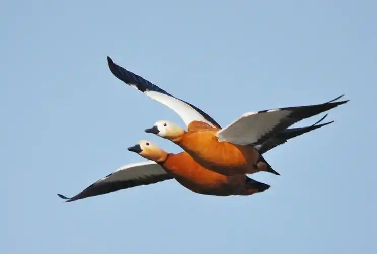 最喜双鸭亲密飞 - 美篇