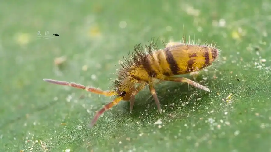 跳虫- 天涯442 - 图虫