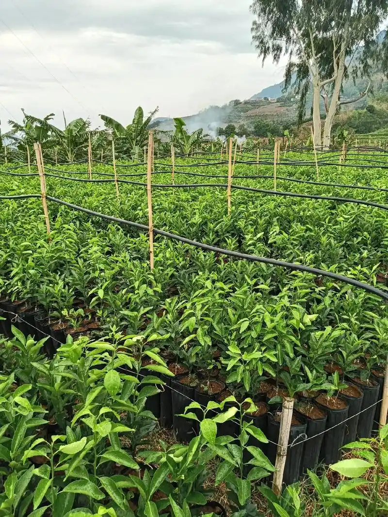 沃柑苗,冰糖橙苗,佛手苗,正式栽种的季节了需要的可以联系了, - 抖音