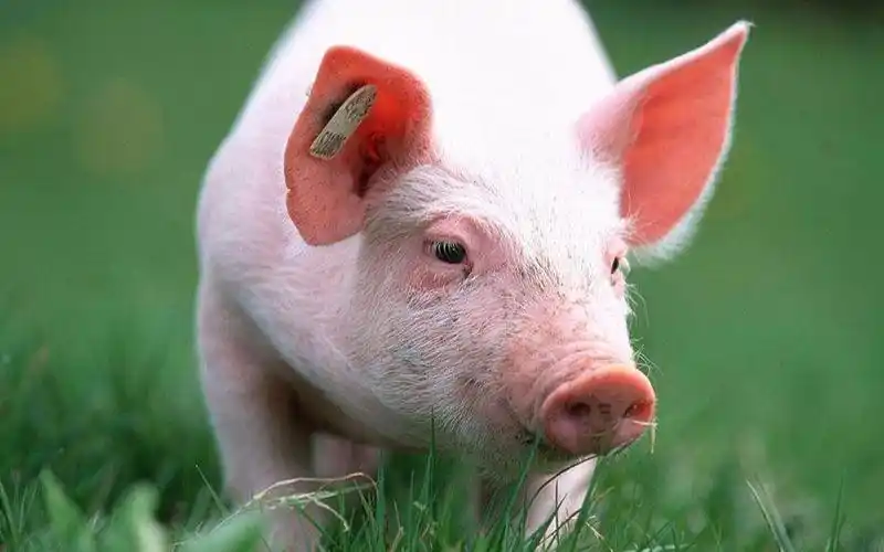 声控猪耳朵,鉴定完毕