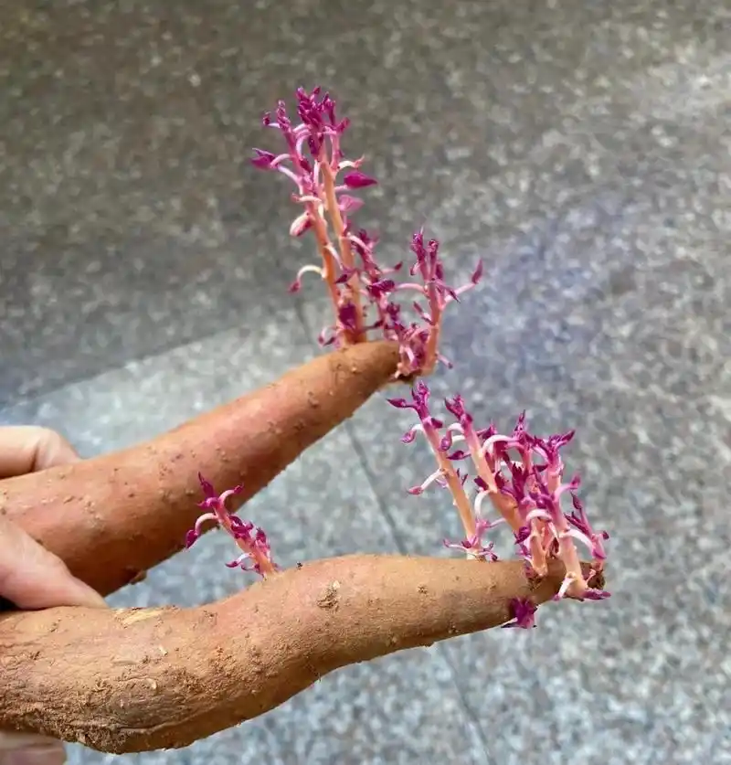 红薯发芽了,怪好看的,就是不能拿来吃了.