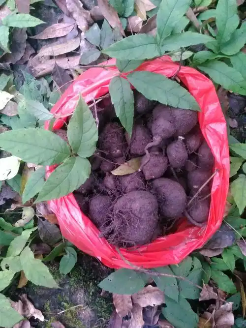 野生药材新鲜三叶青 金线吊葫芦丝线吊金钟三叶对三叶扁藤500克_双氙