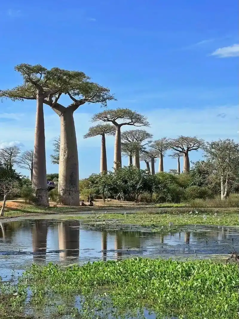 神奇的生命之树——猴面包树(马达加斯加)●树内木质柔软,一到 - 抖音