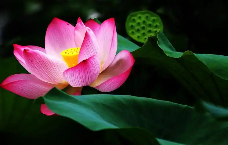 西山荷花展中的单朵荷花