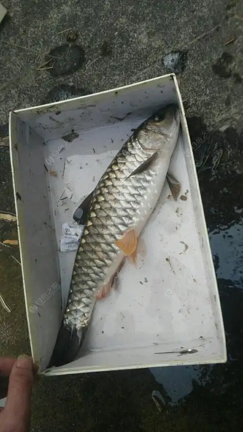 军鱼如何钓效果更好