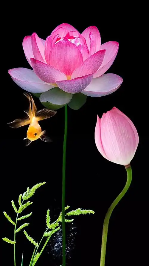 荷花  #治愈系   #动态壁纸