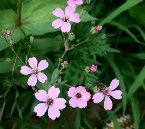 王不留行是一种什么样的植物