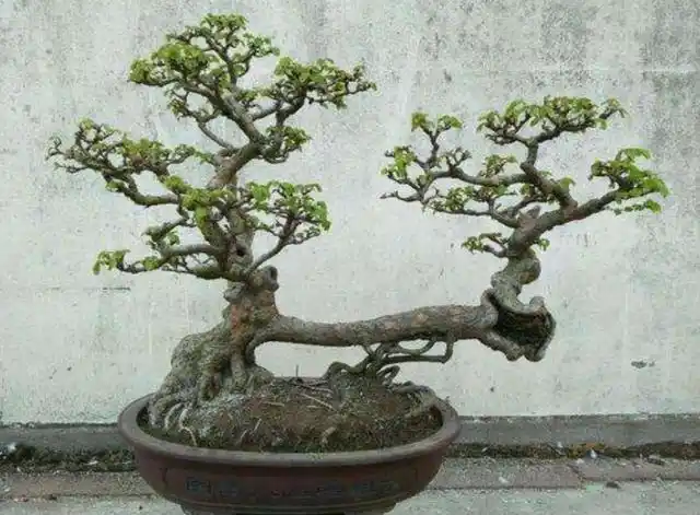 1,野外榆树做盆景,掌握好这几个技巧,漂亮又美观