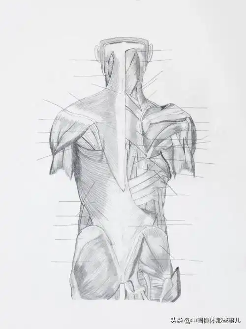 背部训练怎么安排动作顺序?