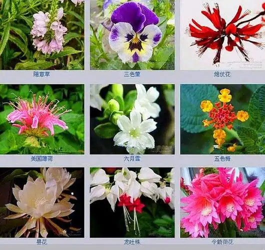 多姿多彩==百花名称