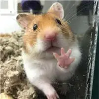 萌萌哒可爱仓鼠头像