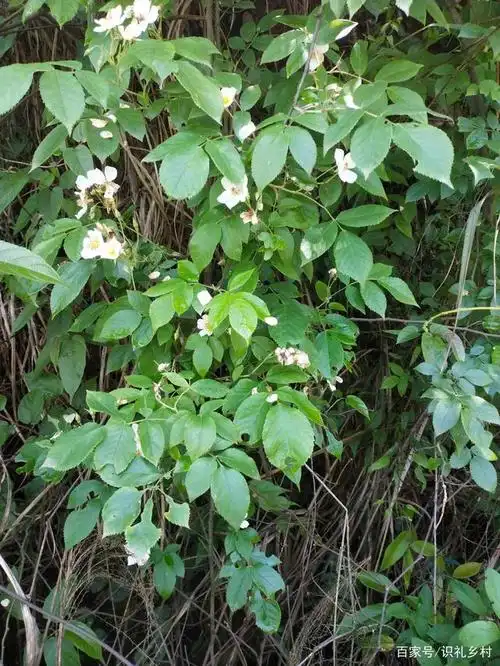 分享一组野蔷薇,山木香,金樱子图片给大家,让大家认识一下它们