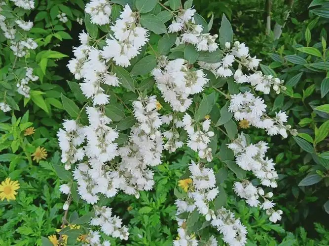 溲疏~开在春末夏初