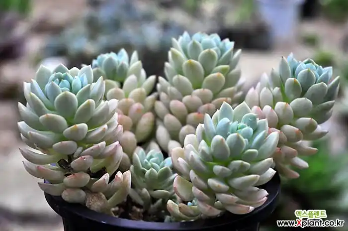 老庄群月冠(f167) 多肉植物 (echeveria gungekkan)