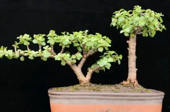 对方法如何弄造型设计金枝玉叶盆景二个造型结束后枝,还需根据植株的