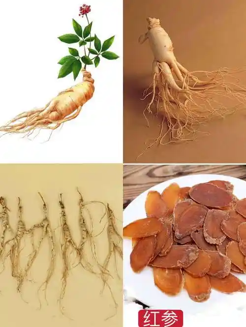 贵细药材之三七,鹿茸,人参