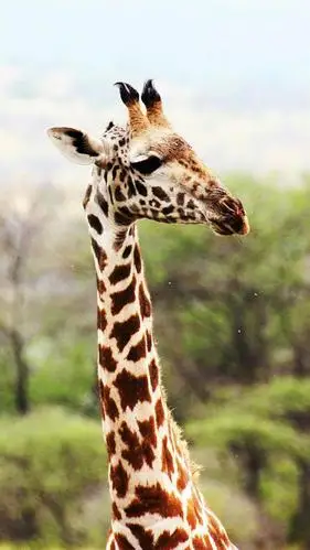 萌萌哒长颈鹿