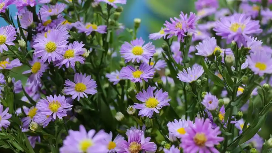 淡紫色翠菊花 壁纸