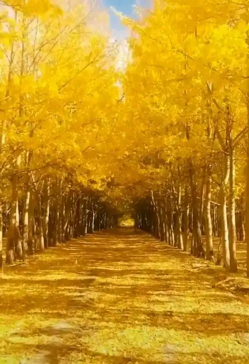 脚下黄金路,头顶黄金天,眼中黄金景,心中黄金情!迎好运!