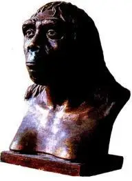 7年级历史第一课 中国早期人类代表——北京人