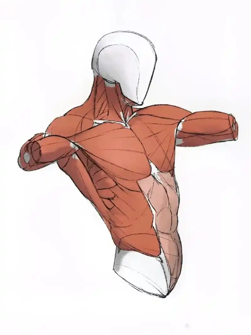 对你有用的上半身肌肉归纳模型##人物速写 #抖音图文来了 # - 抖音