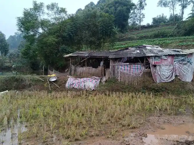 这些农村家乡的风景有你熟悉的场景吗?_生活_年后_油菜