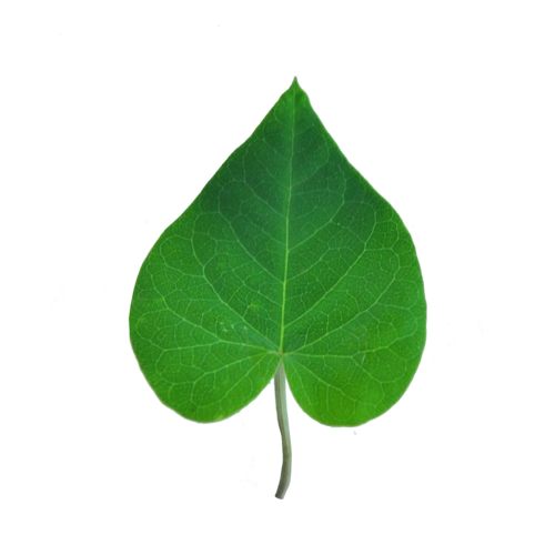 叶子实物图片大全