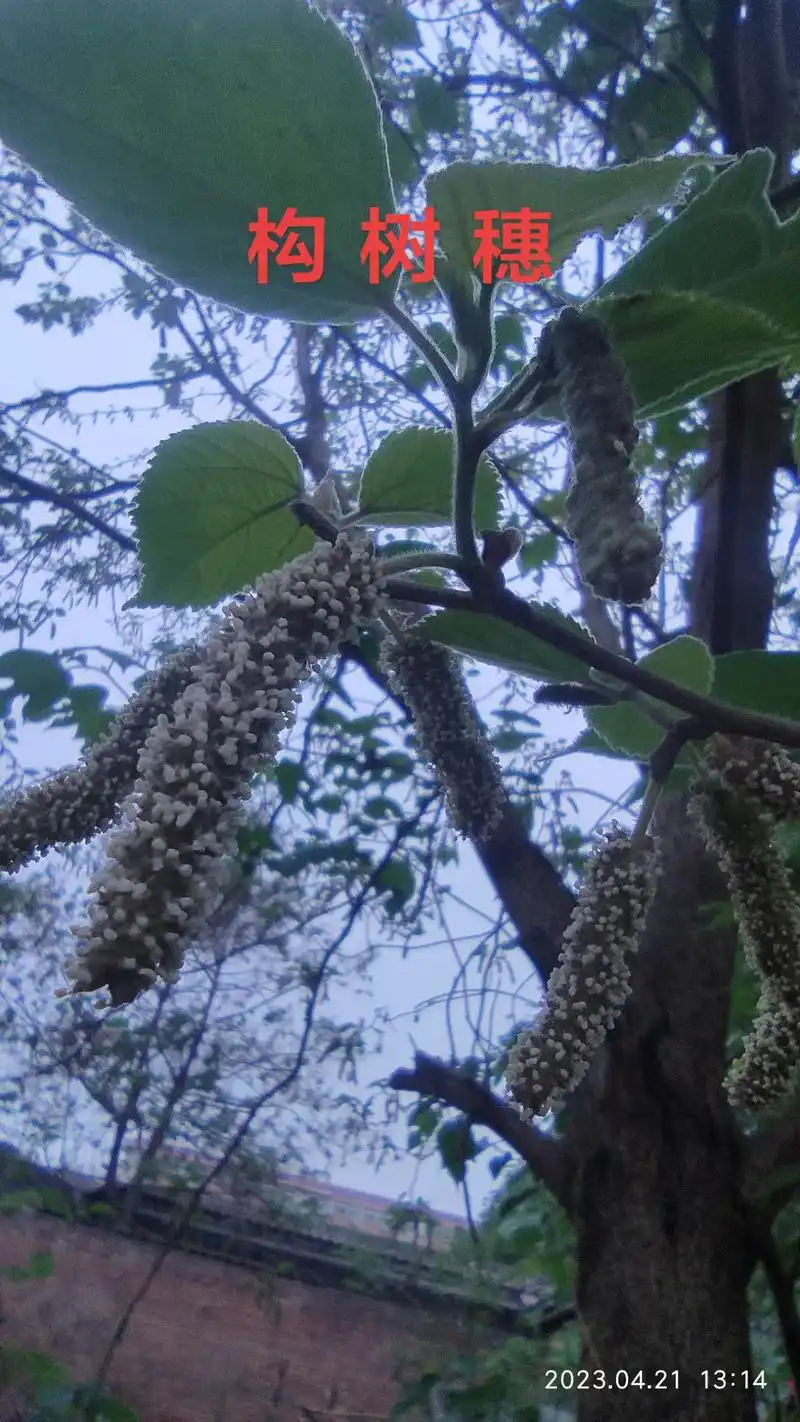 构树穗是构树的雄花,人称树上虫草,食用味道鲜美,且营 - 抖音