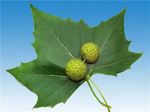 梧桐树的叶子像什么 梧桐树怎么分辨