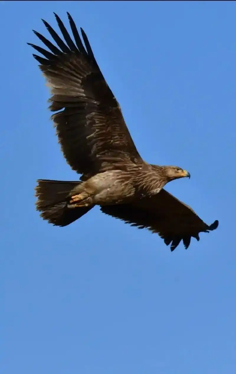 雄鹰展翅高飞,高清壁纸分享.#创作灵感 #手机摄影 #上热门 - 抖音