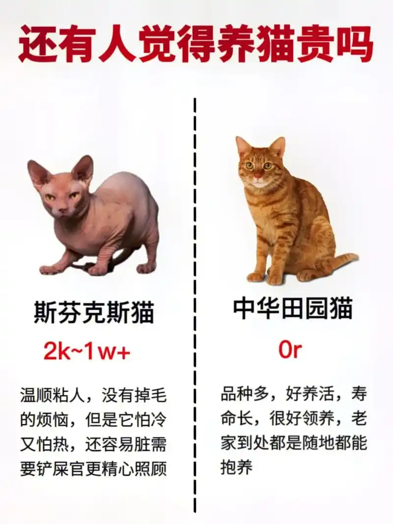 新手养猫省钱攻略|平价养猫清单!#新手养 - 抖音