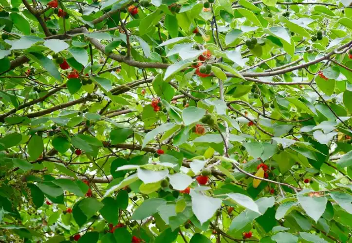 构树的秘密:实则是隐藏的"摇钱树",浑身都是宝却少人知