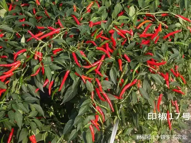 哪些朝天椒品种可以制出又香又辣的干辣椒