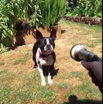 狗狗水枪逗狗玩可爱gif动图_动态图_表情包下载_soogif