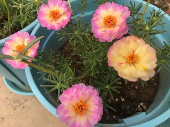 新品种太阳花真的好好看