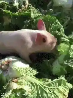 为什么人们爱说好白菜都让猪拱了
