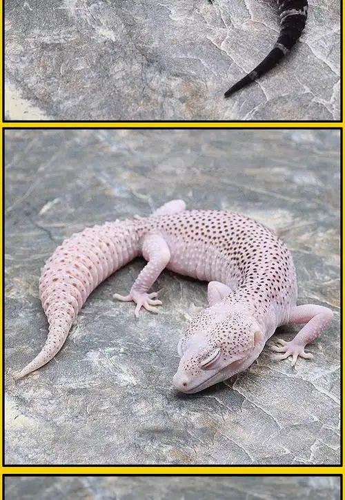 工匠头新手入门爬行宠物学生的宿舍小宠豹纹守宫宠物蜥蜴恶魔白酒银河