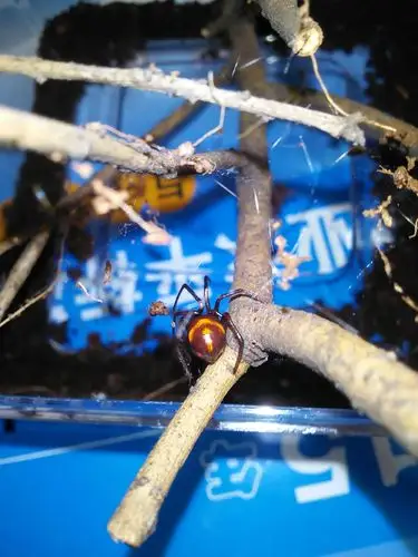 谁家养了蜘蛛宠物,有图的最好发过来几张