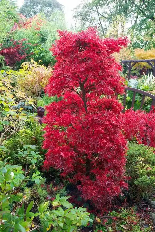 200多品种 彩色枫树  喜欢点击头像.200多品种 彩色枫 - 抖音