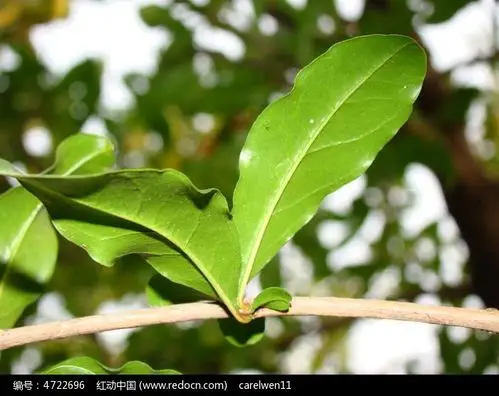 优雅的石榴叶子