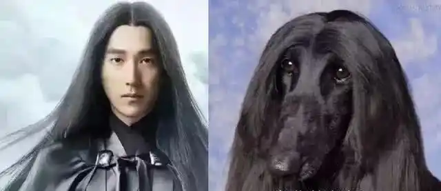 主人给阿富汗猎犬扎辫子,网友这不是夜华狗子我感觉我更帅