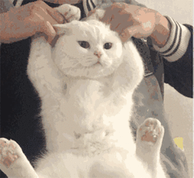 抖音猫咪比心表情包图片